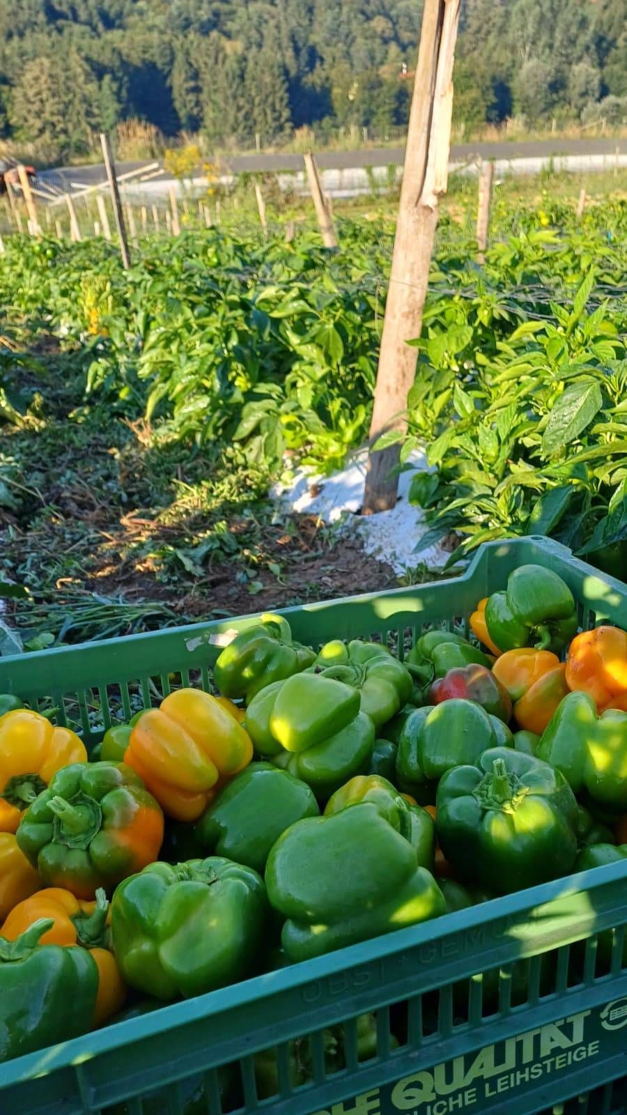 Ein grüner Korb gefüllt mit verschiedenfarbigen Paprikaschoten, einschließlich grün, gelb und orange, in einer Gartenumgebung.