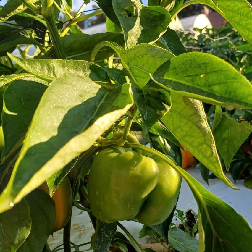 Eine Nahaufnahme eines grünen Paprikaschoten, die von einer Pflanze mit üppigen grünen Blättern hängt. Die Paprika ist leicht glänzend und sieht frisch aus.