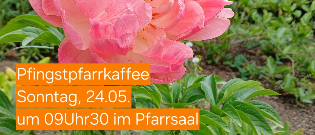 Eine rosa Pfingstrosenblüte in einem Garten mit grünen Blättern. Ein Text-Overlay erwähnt eine Veranstaltung am Sonntag, 24. Mai um 9:30 Uhr im Pfarrsaal, mit Speiseoptionen zum Mitnehmen.