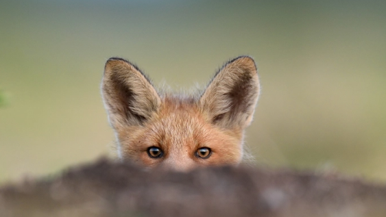 v1_migrated_image_87751314