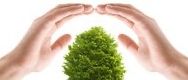 Bild enthält, Soil, Plant, Potted Plant, Person, Planting, Tree