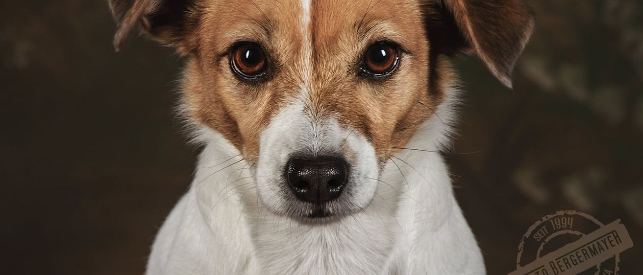 Ein Nahaufnahme des Gesichts eines Jack Russell Terriers mit braunen Augen, einem weißen Streifen und einer dunklen Nase. Der Hund hat ein Gemisch aus braunem und weißem Fell.