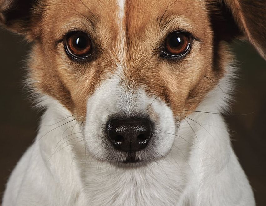 Ein Nahaufnahme des Gesichts eines Jack Russell Terriers mit braunen Augen, einem weißen Streifen und einer dunklen Nase. Der Hund hat ein Gemisch aus braunem und weißem Fell.