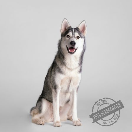 Ein Husky mit schwarzem und weißem Fell sitzt auf einer weißen Oberfläche und lächelt mit offenem Mund. Ein Wasserzeichen ist im unteren rechten Eck sichtbar.