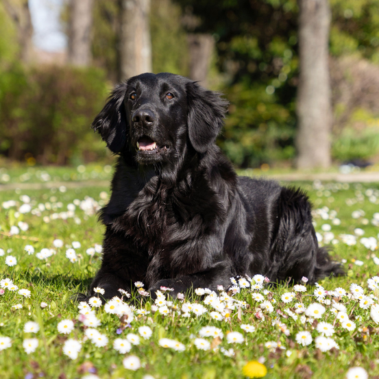 Bild enthält, Field, Grassland, Nature, Outdoors, Animal, Canine, Dog, Pet, Grass, Flower