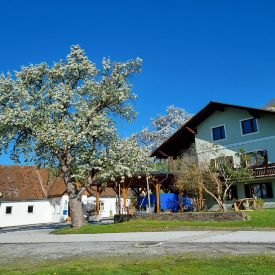 Ein großer Baum mit weißen Blüten steht vor einem grünen Gebäude mit Balkon und Einfahrt.