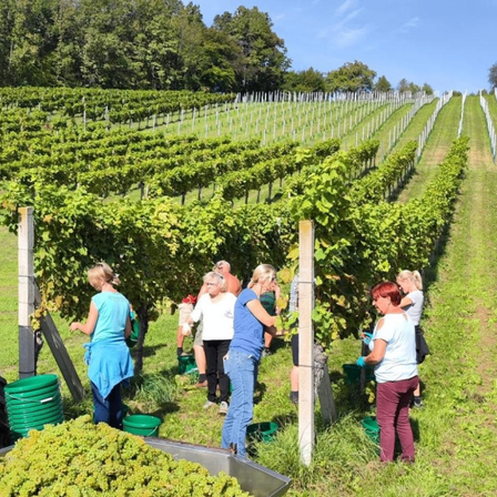 Eine Gruppe von Menschen pflücken Trauben aus einem Weinberg, wobei eine Person einen grünen Eimer hält.