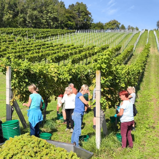 Eine Gruppe von Menschen pflücken Trauben aus einem Weinberg, wobei eine Person einen grünen Eimer hält.