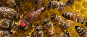 Eine Nahaufnahme eines Bienenstocks mit zahlreichen Honigbienen. Eine Biene hat einen roten Punkt auf dem Kopf. Die Bienen haben sich um den Bienenwaben versammelt.