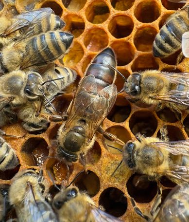 Eine Nahaufnahme von Bienen auf einem Bienenwaben, einige ruhend, andere aktiv, alle innerhalb einer sechseckigen Struktur, mit sichtbaren Details von Flügeln und Beinen.