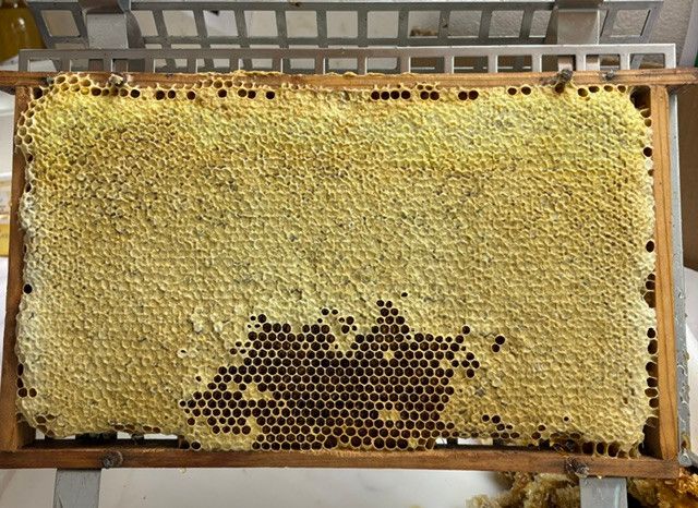Ein hölzerner Rahmen hält einen Abschnitt eines Bienenwabens mit sechseckigen Zellen, einige gefüllt mit Honig und andere mit Pollen. Bienen sind an den Rändern sichtbar.