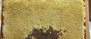 Ein hölzerner Rahmen hält einen Abschnitt eines Bienenwabens mit sechseckigen Zellen, einige gefüllt mit Honig und andere mit Pollen. Bienen sind an den Rändern sichtbar.