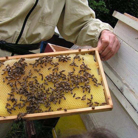 Ein Imker untersucht eine Holzschale mit einem Bienenstock voller Bienen. Der Imker ist in Schutzkleidung gekleidet.