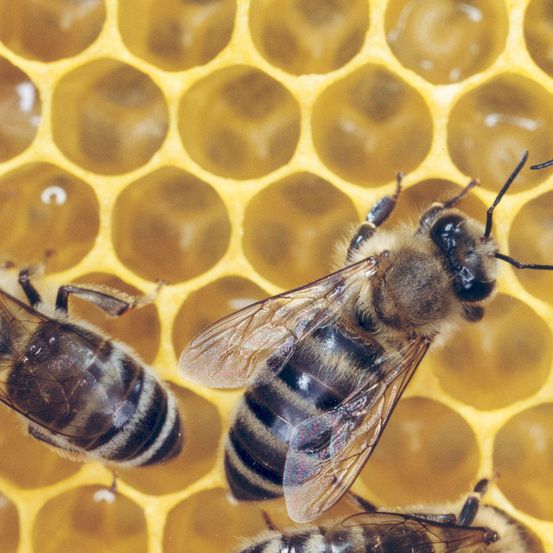 Eine Nahaufnahme von drei Bienen auf einem Honigwaben. Die Biene im Vordergrund hat ausgestreckte Flügel. Die Biene im Hintergrund ist unscharf.