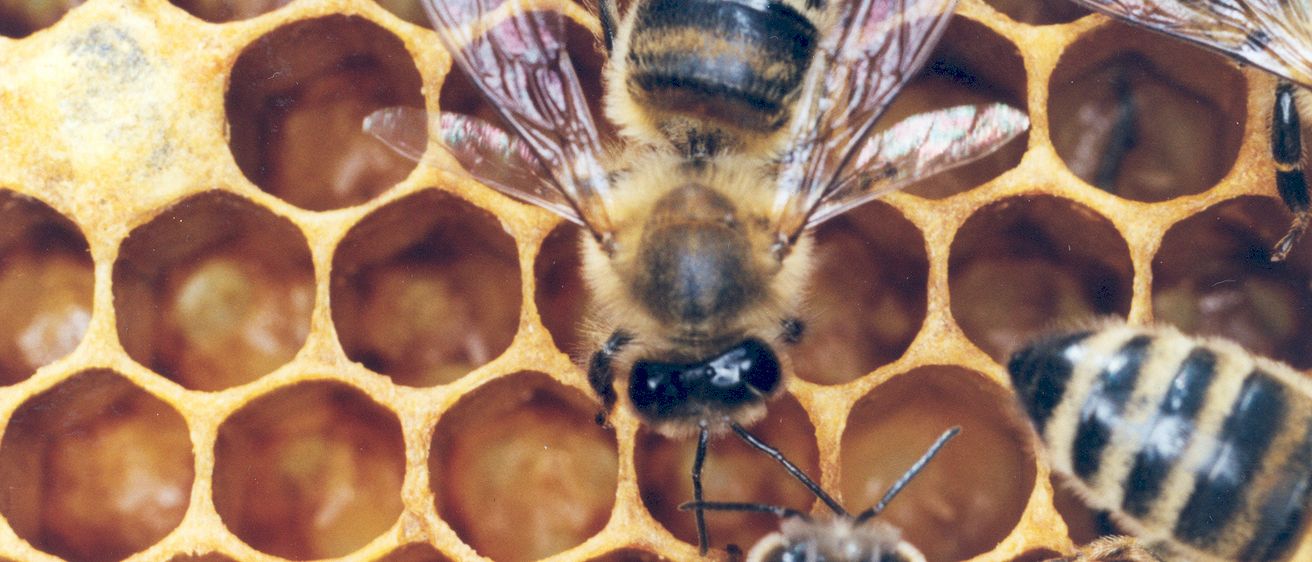 Eine Nahaufnahme einer Biene mit gespreizten Flügeln auf einem Honigwaben. Der Kopf der Biene ist zur Seite gedreht. Andere Bienen sind teilweise sichtbar.