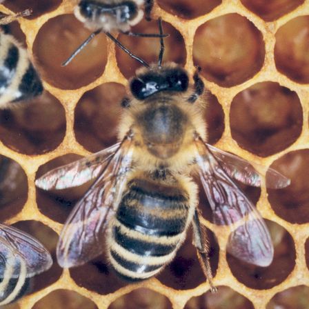 Ein Nahaufnahme einer Biene auf einem sechseckigen Bienenwaben mit anderen Bienen im Hintergrund. Die Biene hat einen gestreiften Bauch und ein Gesicht mit großen Augen und Antennen.
