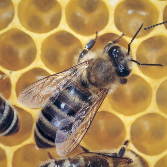 Eine Nahaufnahme einer Biene, die auf einem Bienenwaben sitzt. Die Biene hat einen gestreiften Bauch und große Facettenaugen. Sie ist von anderen Bienen umgeben.