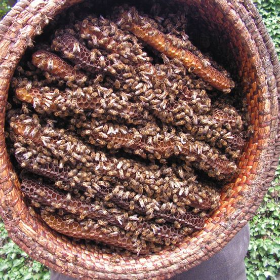Ein geflochtener Korb gefüllt mit Honigwaben, bedeckt mit Bienen, in der Hand gehalten.