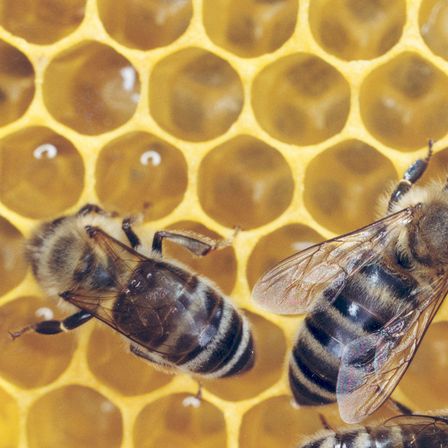 Drei Bienen ruhen auf einem Bienenwaben, ihre komplizierten Muster und lebendigen Farben zeigend. Die Wabe ist mit sechseckigen Zellen gefüllt, einige enthalten Honig.