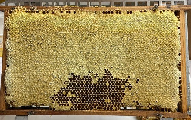 A close-up view of a wooden beehive frame filled with hexagonal honeycomb cells, some containing honey.