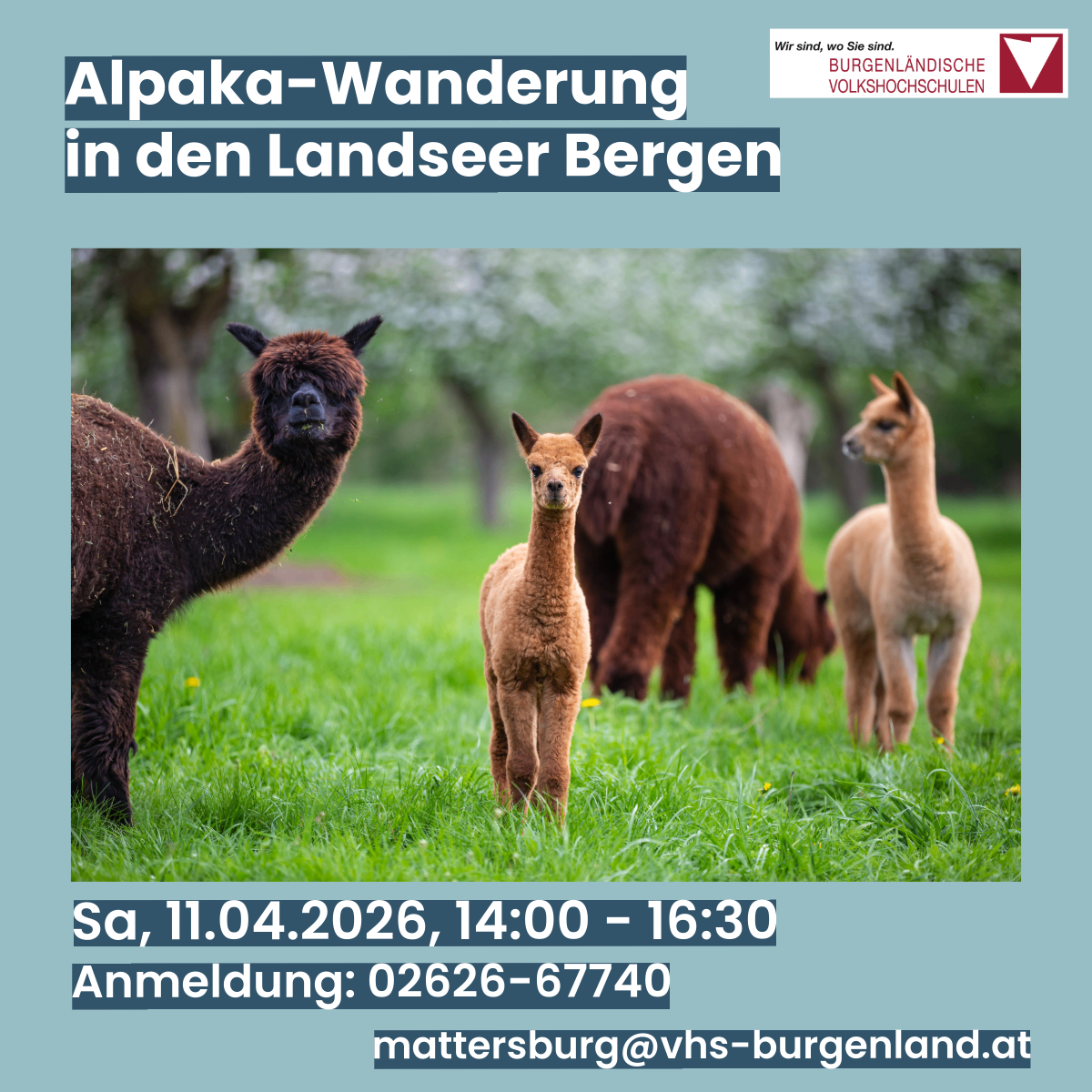 Plakat für eine Alpaka-Wanderung in den ländlichen Bergen. Vier Alpakas auf einer Wiese. Datum: 11.04.2026, 14:00 - 16:30 Uhr. Anmeldung: 02626-67740, E-Mail: mattersburg@vhs-burgenland.at.