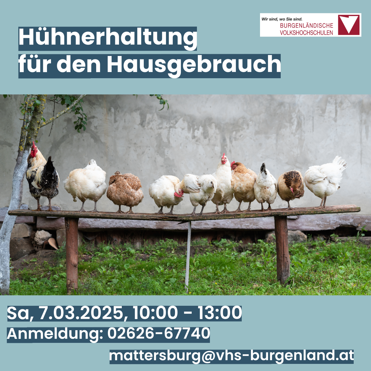 Plakat zur Hühnerhaltung für den Eigenbedarf. Sieben Hühner auf einer Bank. Anmeldenummer und E-Mail-Adresse angegeben.