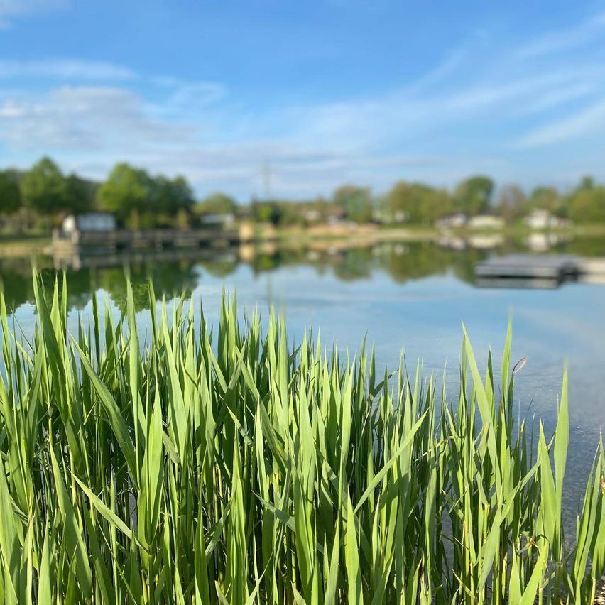 Eine friedliche Ansicht eines ruhigen Sees, umgeben von üppigem grünem Gras und Bäumen, mit einem klaren blauen Himmel und einem fernen Steg.