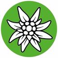 Eine stilisierte weiße Blume mit spitzen Blütenblättern auf grünem Hintergrund.