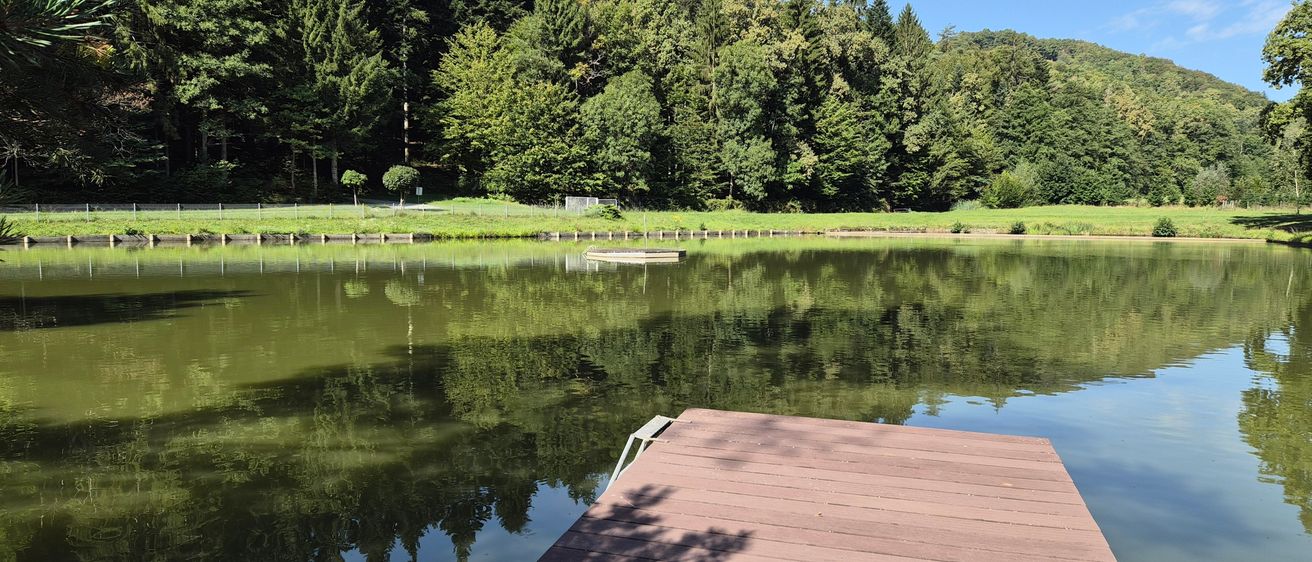 Ein ruhiger See mit einem hölzernen Steg, der ins Wasser ragt, umgeben von üppigem grünem Laub und einem klaren blauen Himmel.