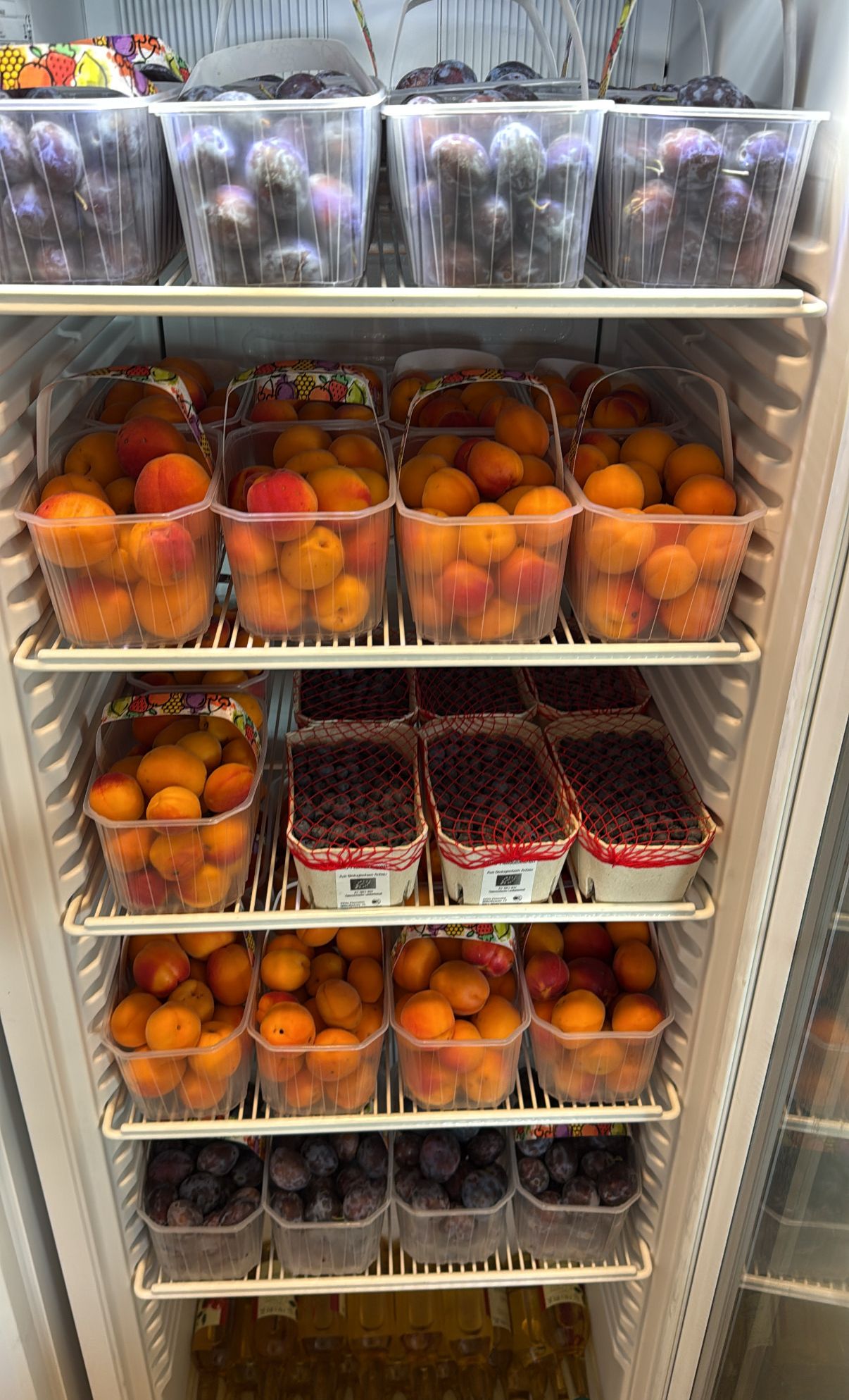 Obst in Behältern im Kühlschrank, Marillen und Zwetschken