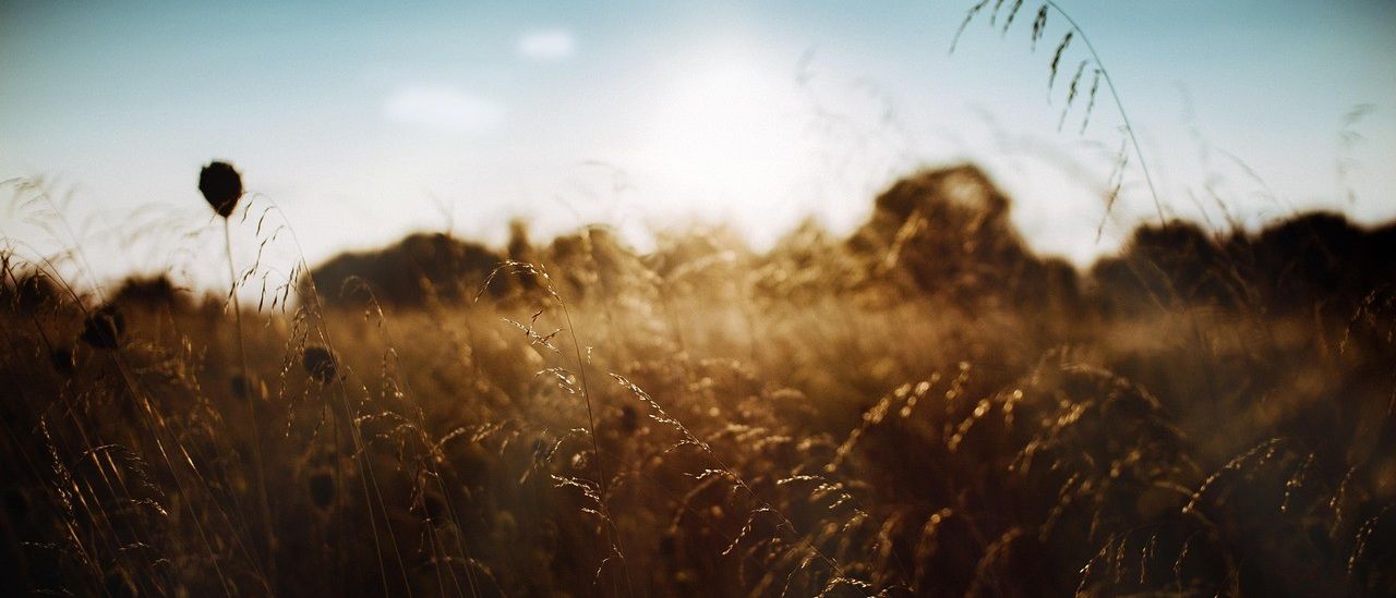 Ein Feld mit hohem Gras, das in goldenes Sonnenlicht getaucht ist, mit der untergehenden Sonne hinter dem Horizont.