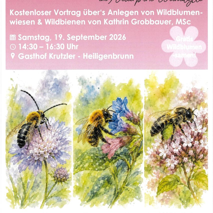 Poster with three watercolor illustrations of bees on flowers. Text in German reads 'Free lecture on wildflower meadows and wild bees by Kathrin Grobauer, MSc. Saturday, September 19, 2026, 14:30 - 16:30, Gasthof Krutzler - Heiligenbrunn.'