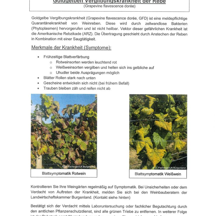 Goldgelbe Vergilbungskrankheit (Grapevine flavescence dorée, GFD) ist eine meldepflüchtige Quarantänekrankheit von Weinreben. Sie wird durch zellwandlose Bakterien (Phytoplasmen) hervorgerufen und ist nicht heilbar. Vektor dieser gefährlichen Krankheit ist die Amerikanische Rebenlaus (ARZ). Die Übertragung geschieht durch Anstechen der Reben in Kombination mit einer Saugetatigkeit.