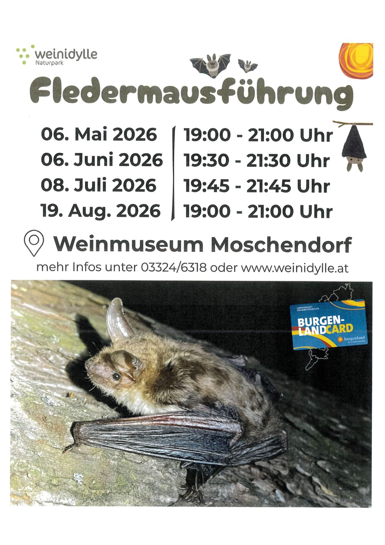 Plakat für eine Fledermausführung in Moschendorf. Termine sind 06. Mai, 06. Juni, 08. Juli und 19. August 2026 von 19:00 bis 21:00 Uhr. Weitere Infos unter 03324/6318 oder www.weinidylle.at. Eine Fledermaus auf einem Baumstamm.