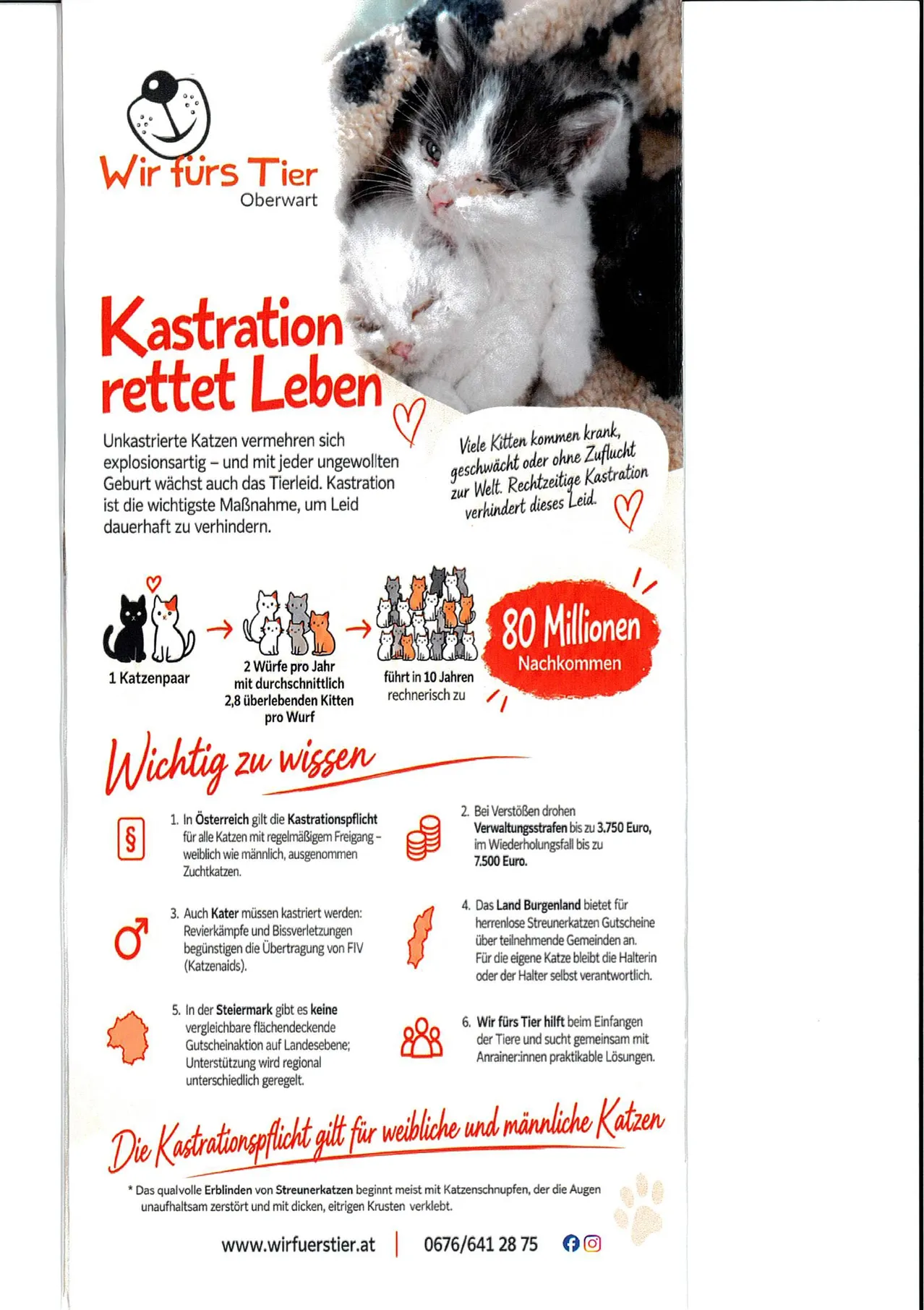 Ein Poster mit einem Kätzchen darauf, das über die Vorteile der Kastration und Sterilisation von Katzen spricht.
