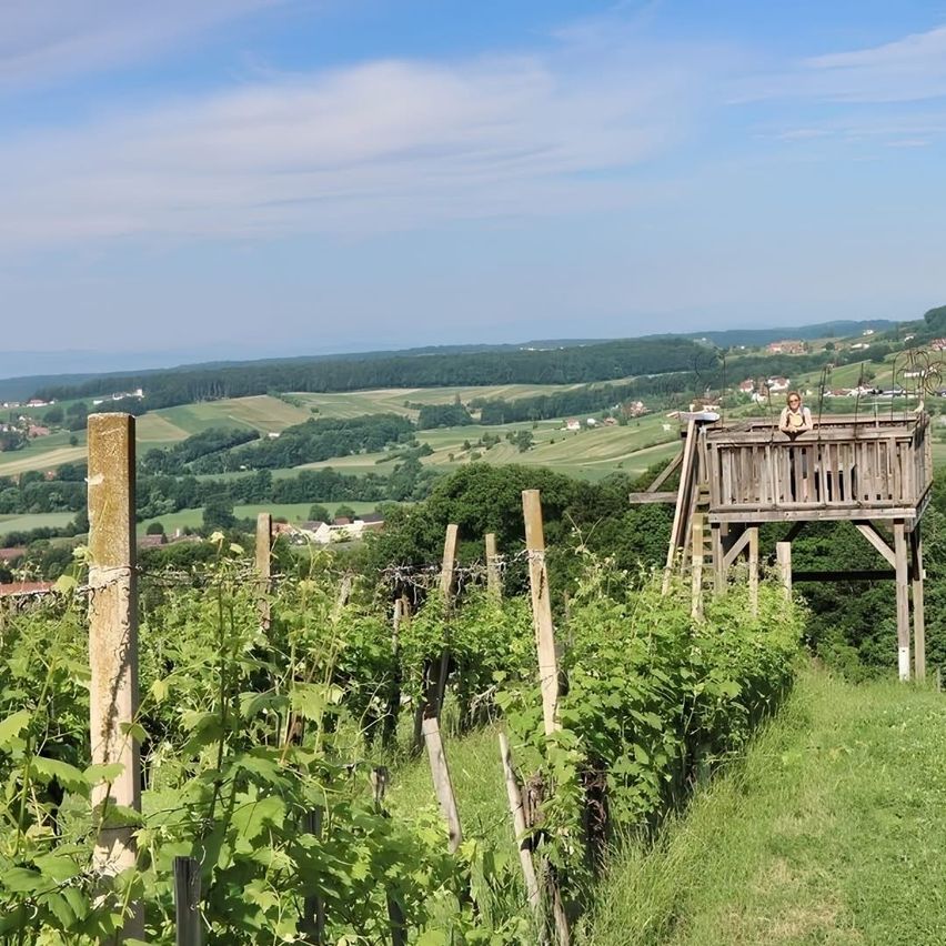 Eine Person steht auf einer Holzplattform und blickt auf einen Weinberg mit üppigen grünen Pflanzen und entfernten Häusern und Bäumen.