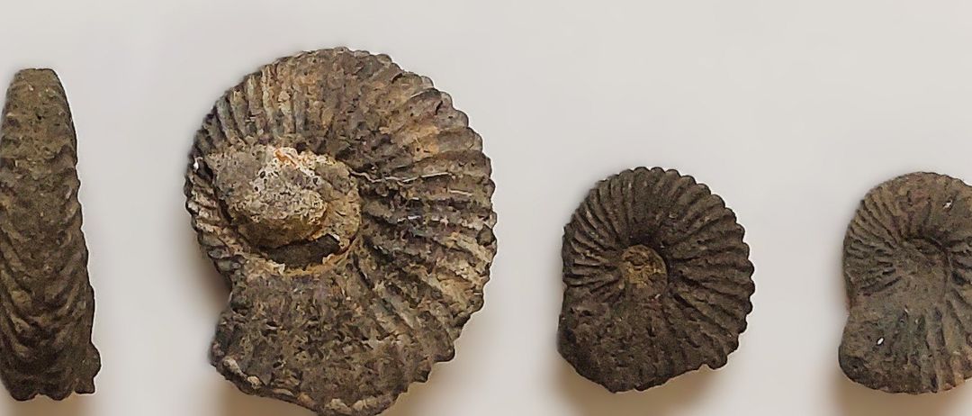 Drei Fossilien sind auf einem weißen Hintergrund ausgestellt. Jedes Fossil hat eine einzigartige, spiralförmige Struktur. Die Fossilien variieren in Größe und Textur.