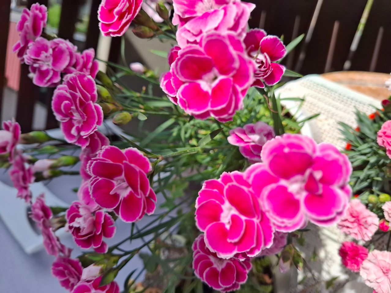 Ein Nahaufnahme von rosa Nelkenblüten mit grünen Blättern in einer Vase, wahrscheinlich in einem Garten.
