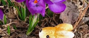 Bild enthält, Purple, Flower, Petal, Crocus, Outdoors, Bird