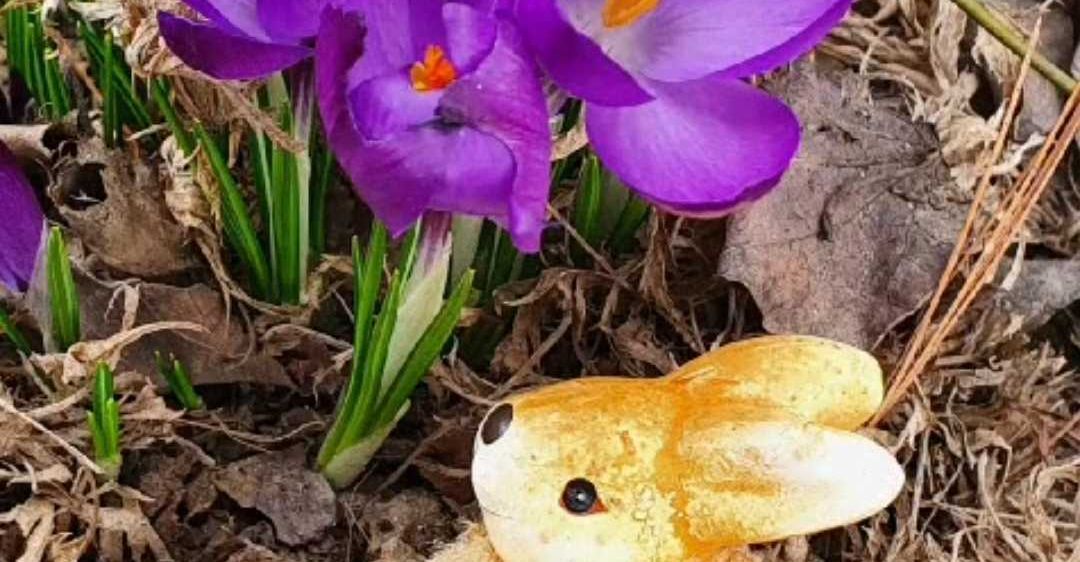Bild enthält, Purple, Flower, Petal, Crocus, Outdoors, Bird