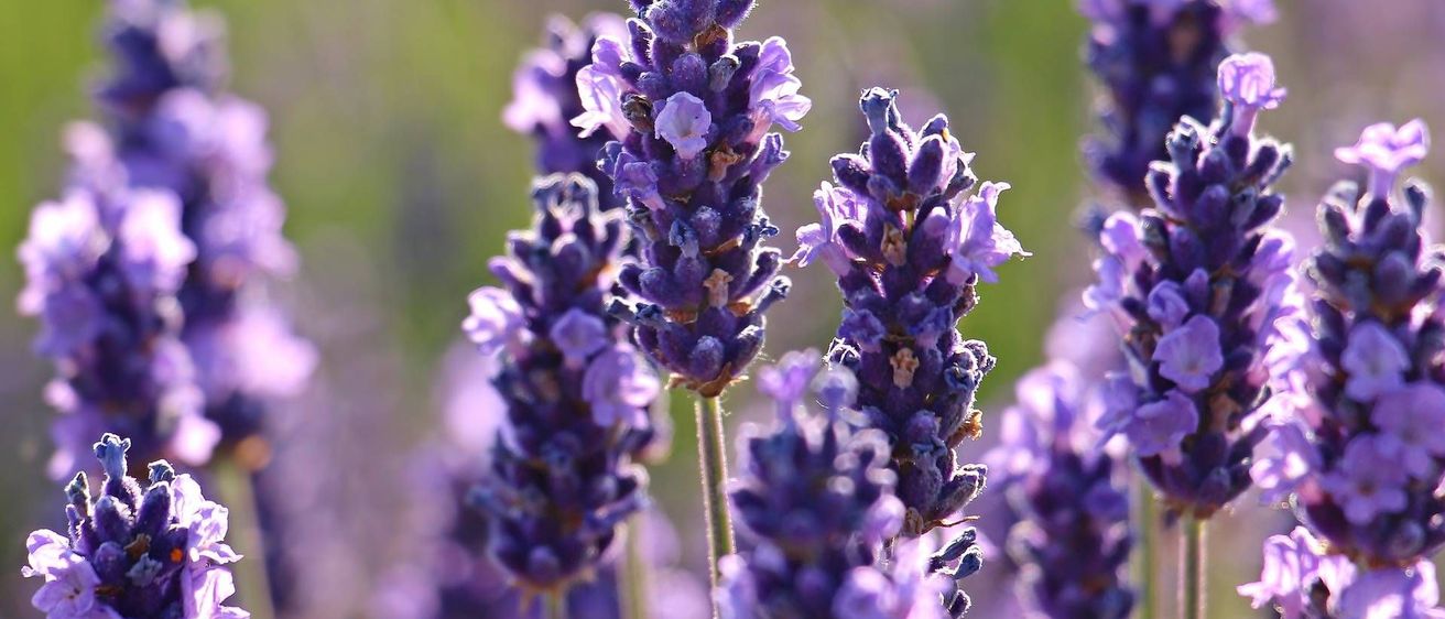 v1_migrated_image_14774461