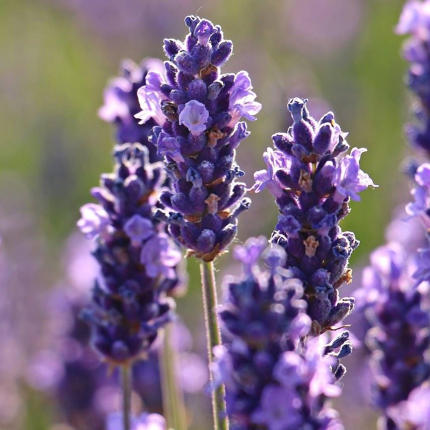 v1_migrated_image_14774461