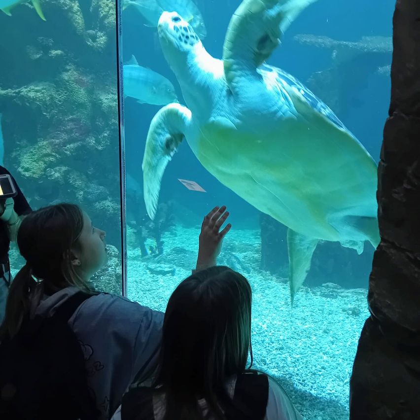 Zwei Mädchen beobachten eine Meeresschildkröte, die in einem Aquarium schwimmt. Ein Mädchen streckt die Hand aus, um das Glas zu berühren.