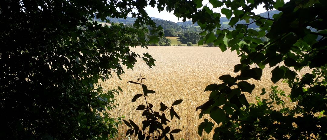 Ein goldenes Weizenfeld mit üppigem grünen Bäumen und Büschen an den Seiten, unter einem klaren blauen Himmel.