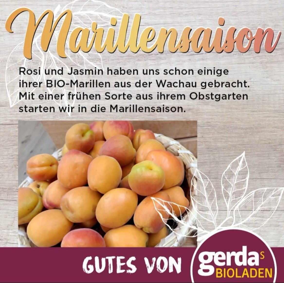 Ein Bild eines Korbes voller Aprikosen auf einem hölzernen Hintergrund. Der Text 'Marillensaison' ist in fetten gelben Buchstaben oben geschrieben.