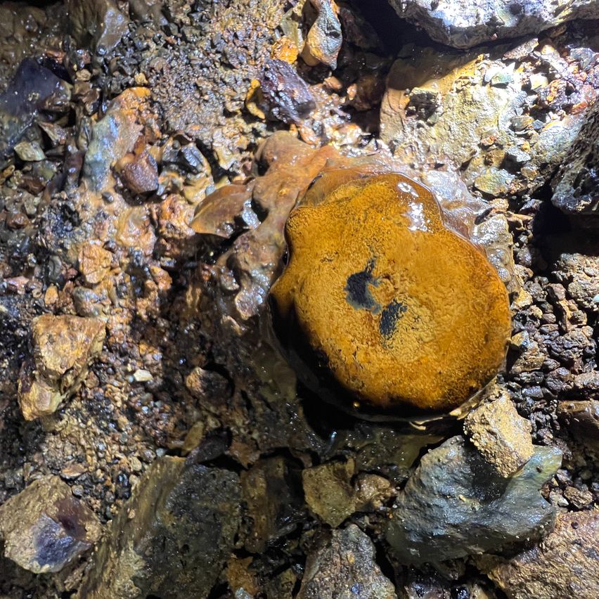 Ein großer, gelber, unregelmäßig geformter Felsbrocken mit schwarzen Flecken liegt auf einer felsigen Oberfläche. Der Fels ist von kleineren Steinen und Mineralien umgeben.