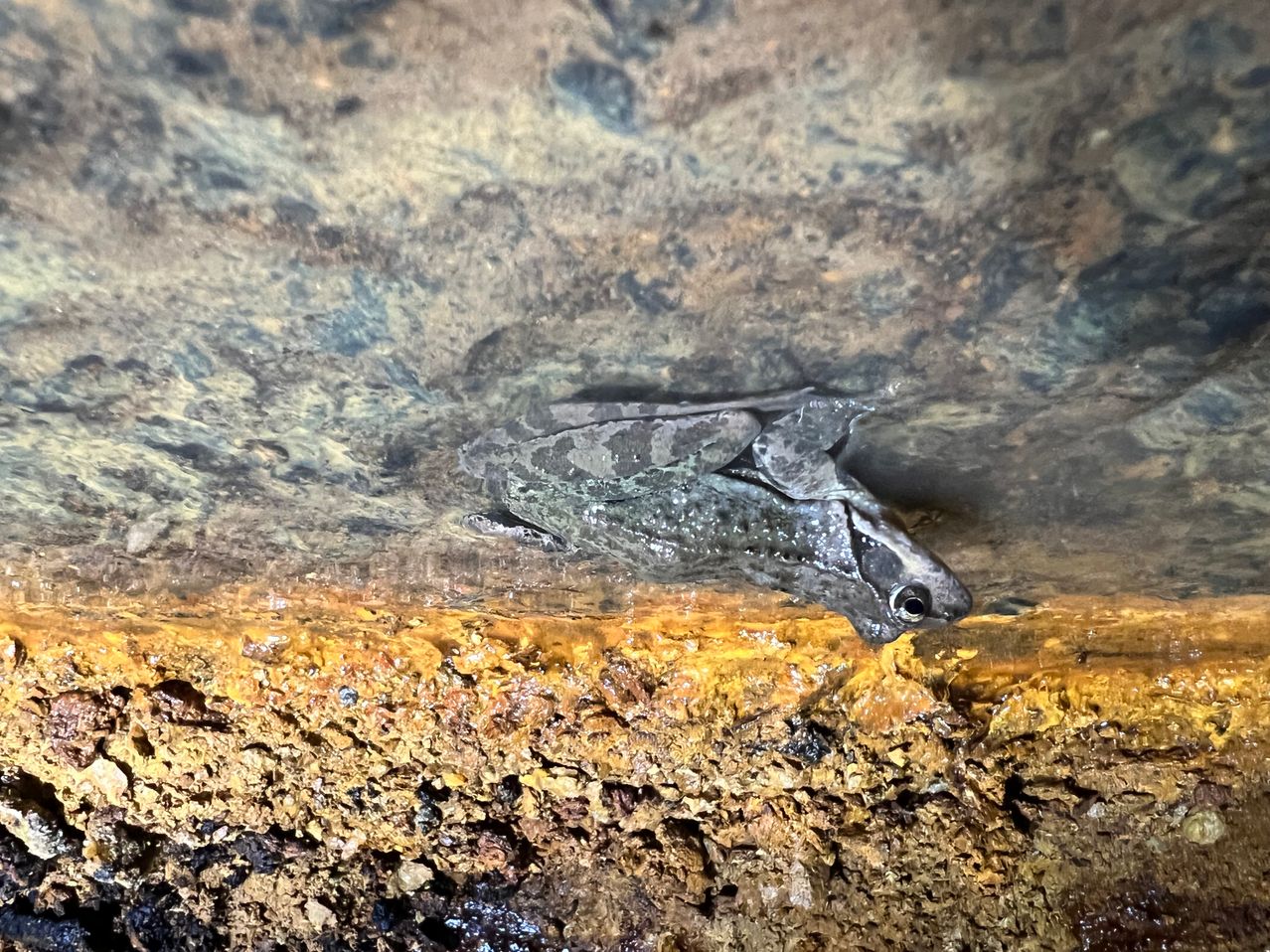 Ein kleiner Frosch schwimmt in einer flachen Wasserfläche. Das Wasser ist klar mit einem grünlichen Schimmer. Die Felsen sind braun und nass.