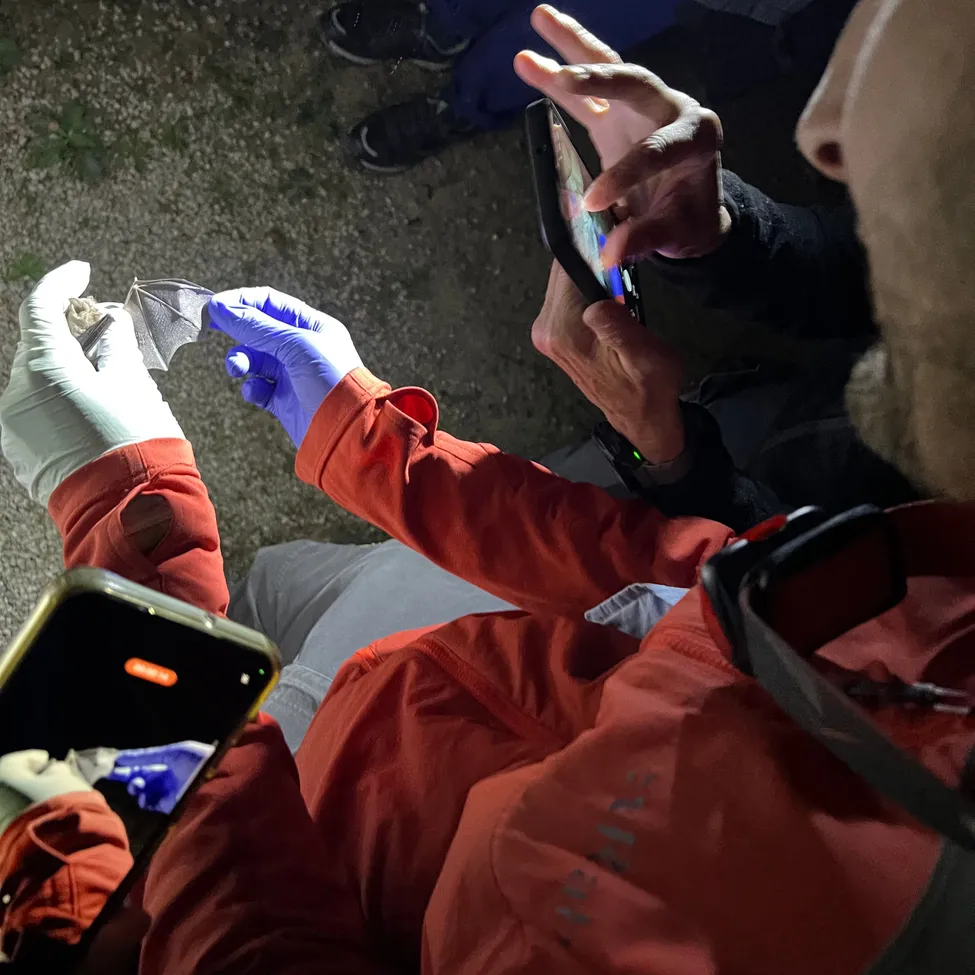 Eine Person in einem roten Jacket und Handschuhen hält eine Fledermaus in ihren Händen.