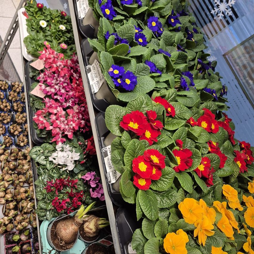 A store displays a variety of flowering plants in vibrant colors, including red, yellow, and blue, arranged on shelves and in pots.