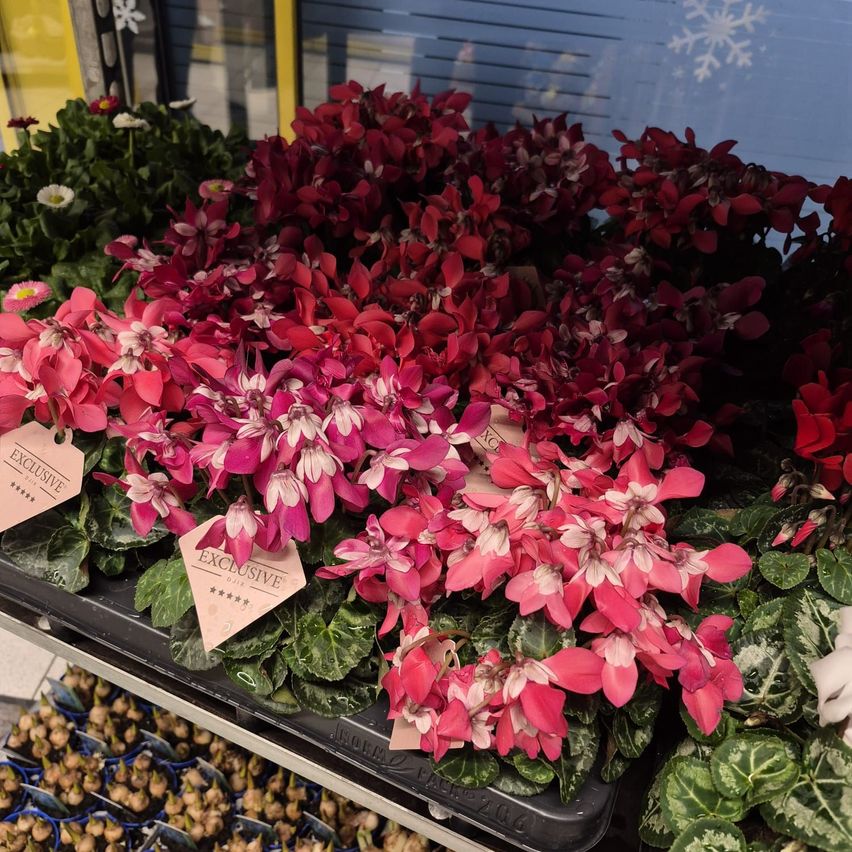 A close-up of pink and white flowers with green leaves, labeled as exclusive, on a display shelf with a blue background and snowflake design.